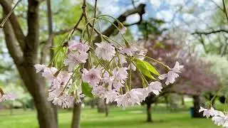 Phelps Grove Park in Springfield, Missouri April 2021
