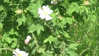 Пышною весною... - Lush spring....