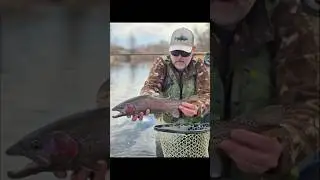 Small Stream BIG eats 🎣!! #flyfishingaddict #fishing #trout #winter #colorado #fishingadventures