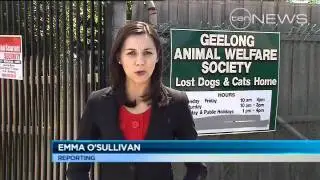 Cruelty Claims