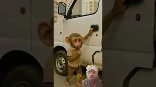 poor baby monkey reo his mother market heart touching emotional story 😭#shorts