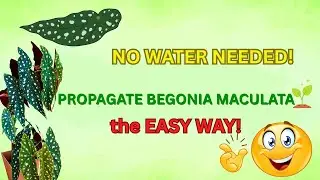 EASY BEGONIA MACULATA PROPAGATION MADE SIMPLE!  #angel wing begonia propagation #plant propagation