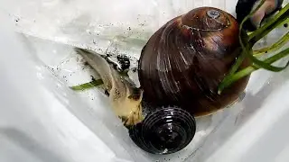 ツメタガイから逃げ暴れるイボキサゴ Umbonium moniliferum【浦安水辺の生き物図鑑】