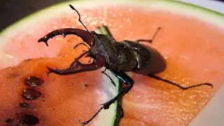 The Lifecycle of the European Stag Beetle Lucanus cervus cervus
