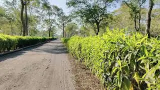 BOROI TEA GARDEN//NORTH EAST INDIA//GOHPUR-78