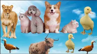 Animals Ultimate real sounds Dog, Cat, Cow, elephant