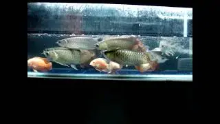 AROWANA  Updates 龍魚分享　20080509 2