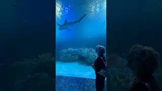 Новый аквариум Mote в Сарасоте: мой первый взгляд! #LoveFL