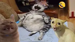 The fat cat is as cute as a ball  😼 Funny pets compilation