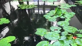 Relaxing Sleep Music, Deep Sleeping Comfort, Water Sound.