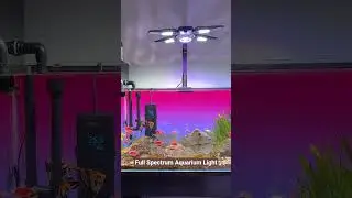 This aquarium light is so cool! #aquascapelowtech #aquascapegallery #fishtank #aquascape #aquafusion