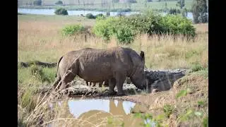 Rhino mud bath