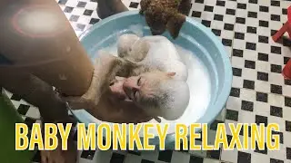 MONKEY BABY SHIN TAKE A HOT RELAXING BATH - MIDNIGHT ROUTINE | Cute animal videos