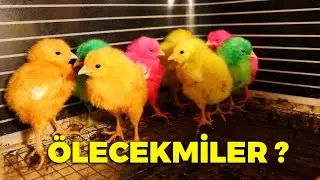 durumları iyi değil ! keklik ve bıldırcın yumurtalarını topladım - gurk tavukları renkli civcivler