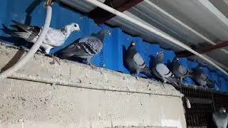 pigeon health identification by dropping homer pigeons general health check