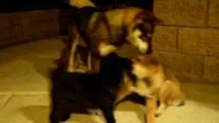 Shoushuu playing with Kai & Shikoku Pups