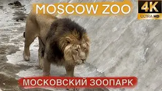 MOSCOW ZOO | МОСКОВСКИЙ ЗООПАРК | parc zoologique de Moscou | Zool&oacute;gico de Mosc&uacute; | Moskauer Zoo