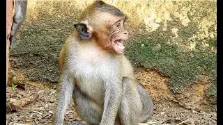 [ Spoil Baby Monkey] Baby Crying Loudly That Angry Mom Is Weaning, This Baby Monkey Is Bigger Enough