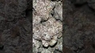 Fresh Harvest!! #pot #weedchannel #dope #viral #viralvideo #cannabiscommunity #oklahoma #reels #fyp