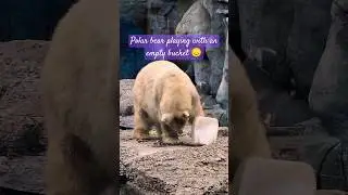 Polarbear playing with an empty bucket. This makes me so sad 😔 #wildlife #polarbear #animals #nature