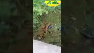 दौसा में टाइगर का आतंक#RajasthanNews #Tigerattack #haribhoomi #hindinews