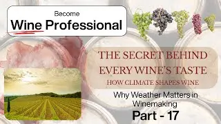 Why Weather Matters in Winemaking | How Climate Shapes Wine | Learn About Climate & Grapes | Wine