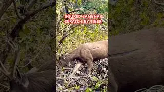 TIGER SCRATCH #viralshort #wildlife #animals #trending #shortvideo #nature