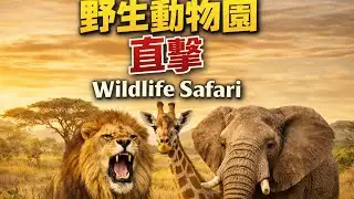 日本富士野生動物園一日遊｜近距離獅子老虎熊Fuji Safari Park 完整體驗 🇯🇵🦁 Fuji Safari Park￼ Close-up Wild Animals￼ experience