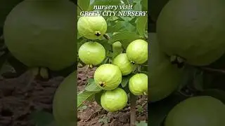 Best Ideas for Growing Guava Tree! #guava