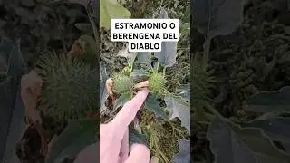 El Estramonio o Berenjena del diablo #plantas #estramonio #veneno