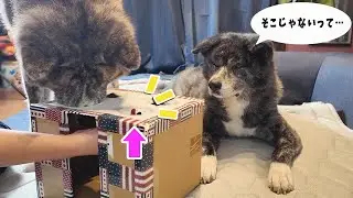 【箱の中からの映像有り】手作りおもちゃ作ったら思いの外盛り上がった【秋田犬】【akita dog】