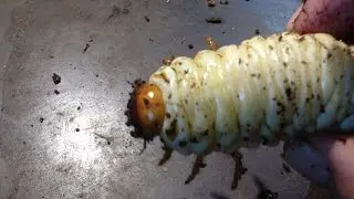 Cheirotonus parryi &mdash; личинка в ящике для выращивания