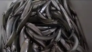 А мы за корюшкой поехали 19 ноября 2025