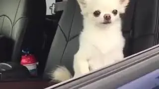 Lustiges Tiervideo