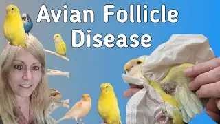 Lovebirds and Polyfolliculitis: Understanding the Common Issue