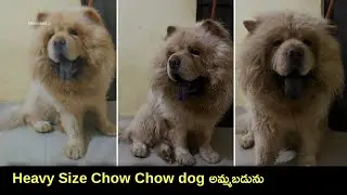 top quality Chow Chow dog for sale in telugu/ 70758 45056 /aj pets
