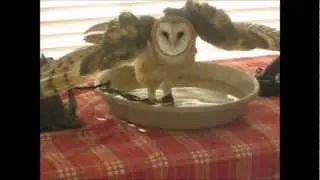 Barn Owl Bath Time