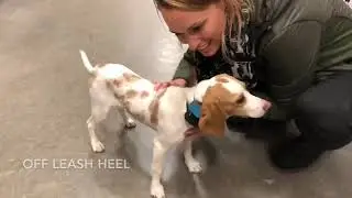 &ldquo;Lucy&rdquo; Lemon Beagle l Awesome Obedience l Off Leash K9 Training Detroit