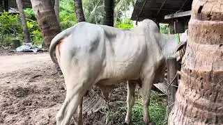 Bucows - Cambodia bulls keep for breeding cows