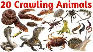 Names of 20 Crawling Animals | Crawling Animals for Kids | Learn 20 Crawling Animals in English