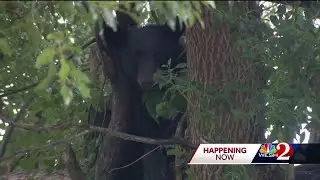 Wildlife officials warn of bear on the loose in Orlando