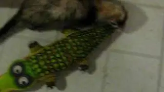 Ferrets Steal stuff!