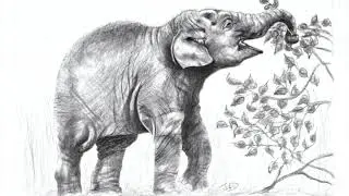 beautiful & wild!