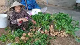 Đi ăn củ sắn dây ngon ngọt đặc sản của    xã BìnhTương Tây Sơn Bình Định