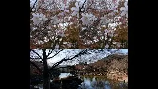Winter Sakura /Cherry Blossom@Sakurayama Park