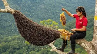 Harvesting 1000KG Wild Jungle Honey at Dangerous Heights | Secrets of Catching Giant Honey Bees