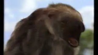 I predatori della preistoria - Megaterio contro smilodonte