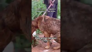 #animalrescue #unitedstates #dogs #unitedkingdom #pets #kindness #hope #changinglife #germany #fypシ゚