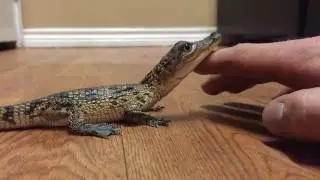 He's not havin it tonight - Baby Crocodile Likes to be Pet