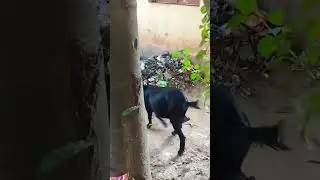 Village Animal Goat Walking and Eating in Road side#Shorts